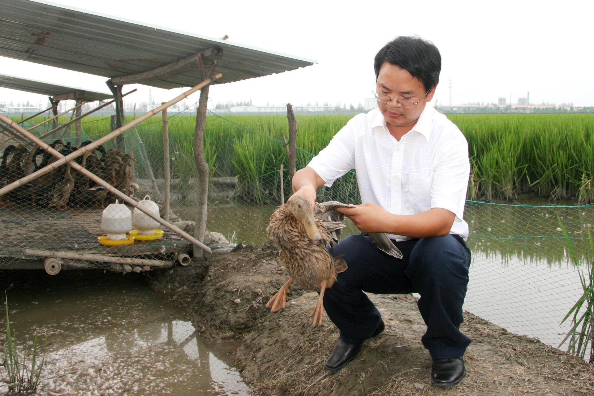 何大乾 研究员 水禽育种研究_畜牧兽医研究所_专家