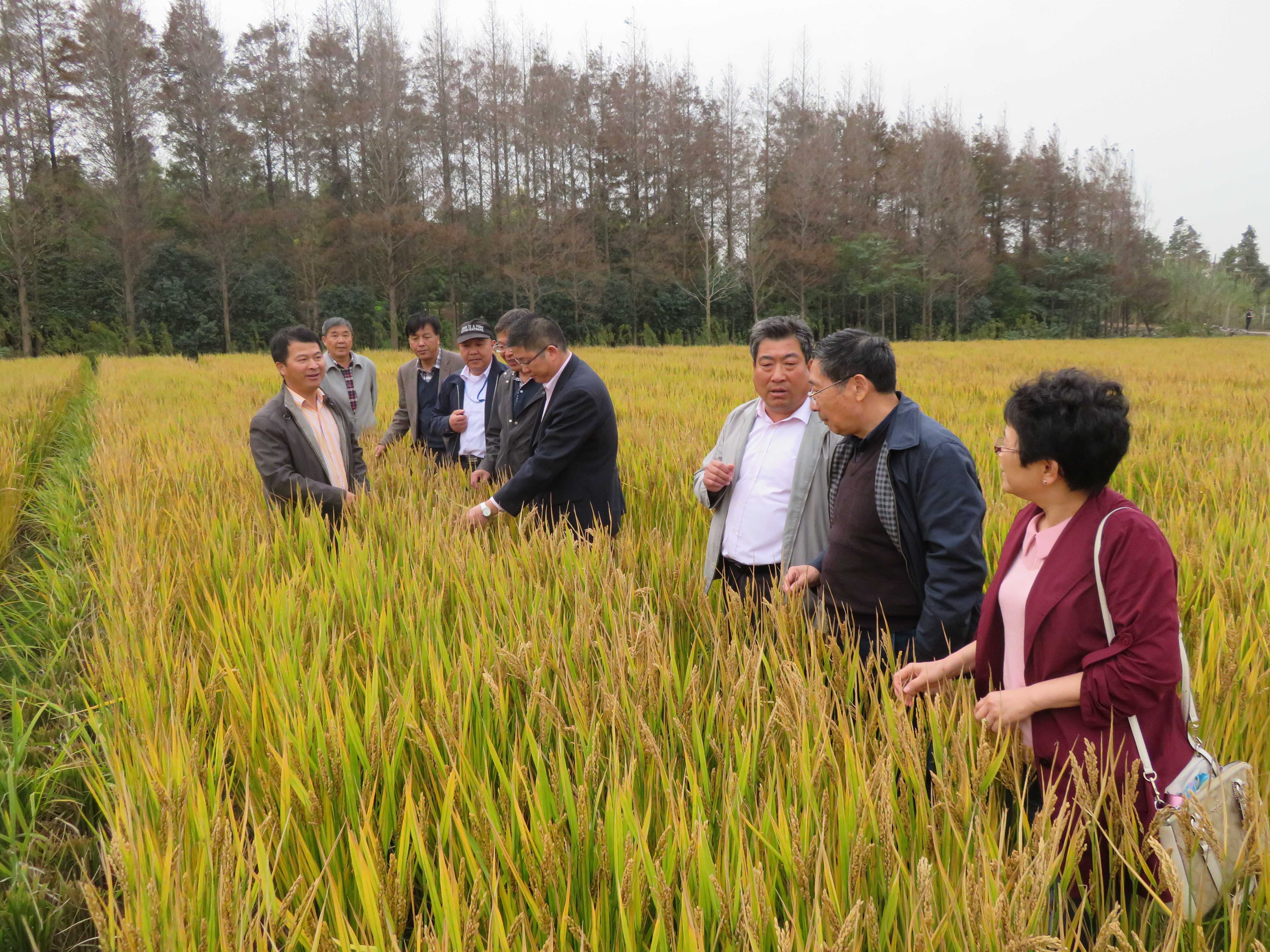 优质强优势粳型杂交稻"申优26"及其机械化制种技术通过专家验收