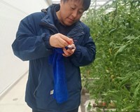 朱为民　研究员　设施栽培技术和品种选育