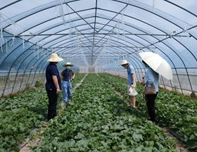 【先行区共建】生态所植物病理团队赴金山区开展特色作物病害防控指导