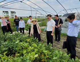 【先行区共建】园艺所选育的菜用大豆新品种‘青酥10号’助力金山区先行区共建