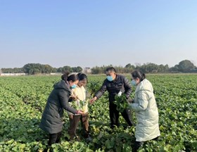 【先行区共建】作物所科技人员赴金山基地开展油菜冬季调研工作