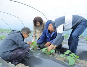 【先行区共建】甜瓜团队赴金山先行区指导甜瓜生产