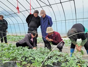 【先行区共建】园艺所西瓜团队赴金山区进行西瓜生产技术指导