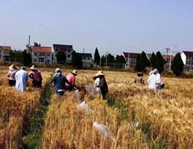 【先行区共建】生物所科技人员赴金山朱泾基地指导完成大麦夏收工作