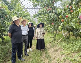 【先行区共建】江苏桃产业技术体系俞明亮研究员一行赴金山区交流指导