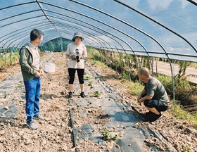 【先行区共建】我院科技人员赴金山区开展秋季甜瓜种植技术服务