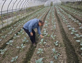 【先行区共建】园艺所科技人员赴金山开展花菜生产技术指导