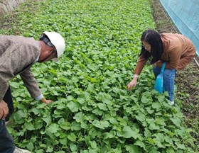 【先行区共建】院金山粮油专家服务团成员赴金山开展油菜生产技术指导